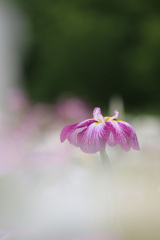 菖 蒲