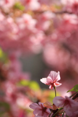 桜 花