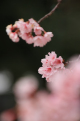 桜 花