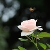 秋薔薇と蜜蜂