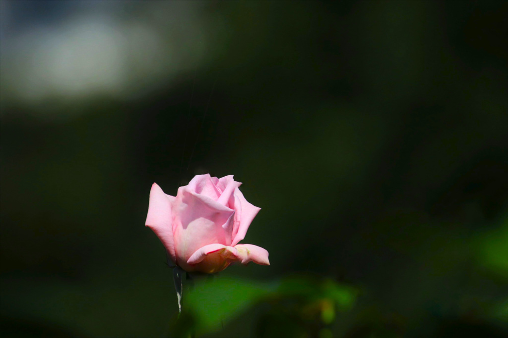 秋薔薇