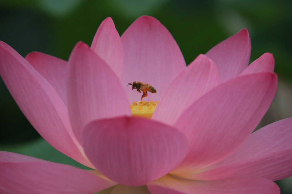 蓮に蜜蜂