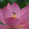 蓮に蜜蜂