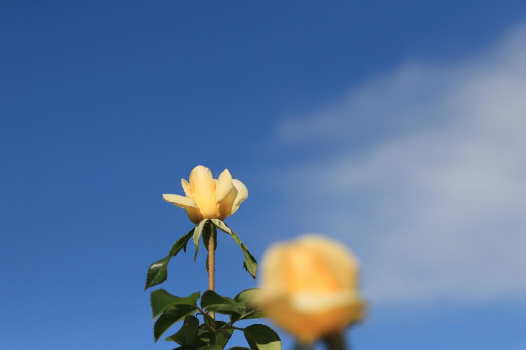 秋  薔  薇