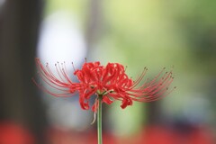 彼岸花