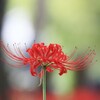 彼岸花