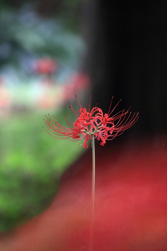 彼 岸 花