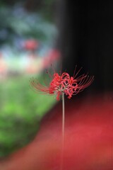 彼 岸 花