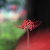 彼 岸 花