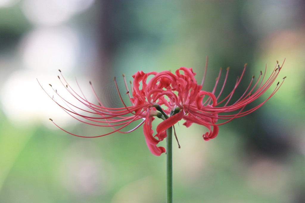彼岸花