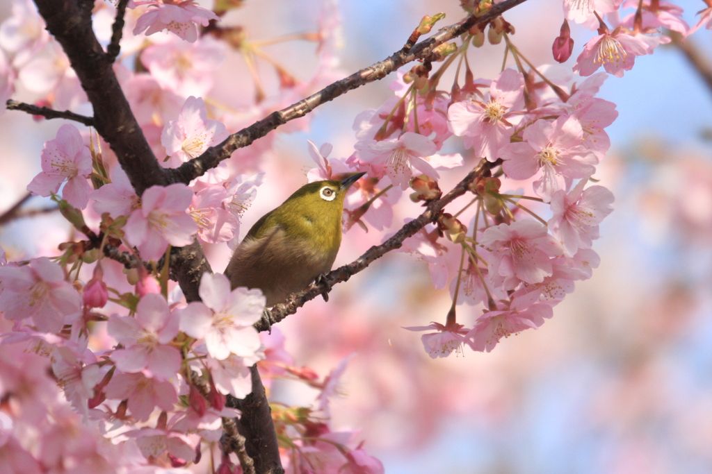 桜にめじろ