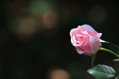 春薔薇