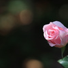 春薔薇
