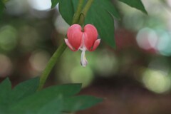 タイ釣り草