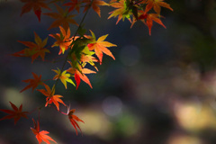 紅葉