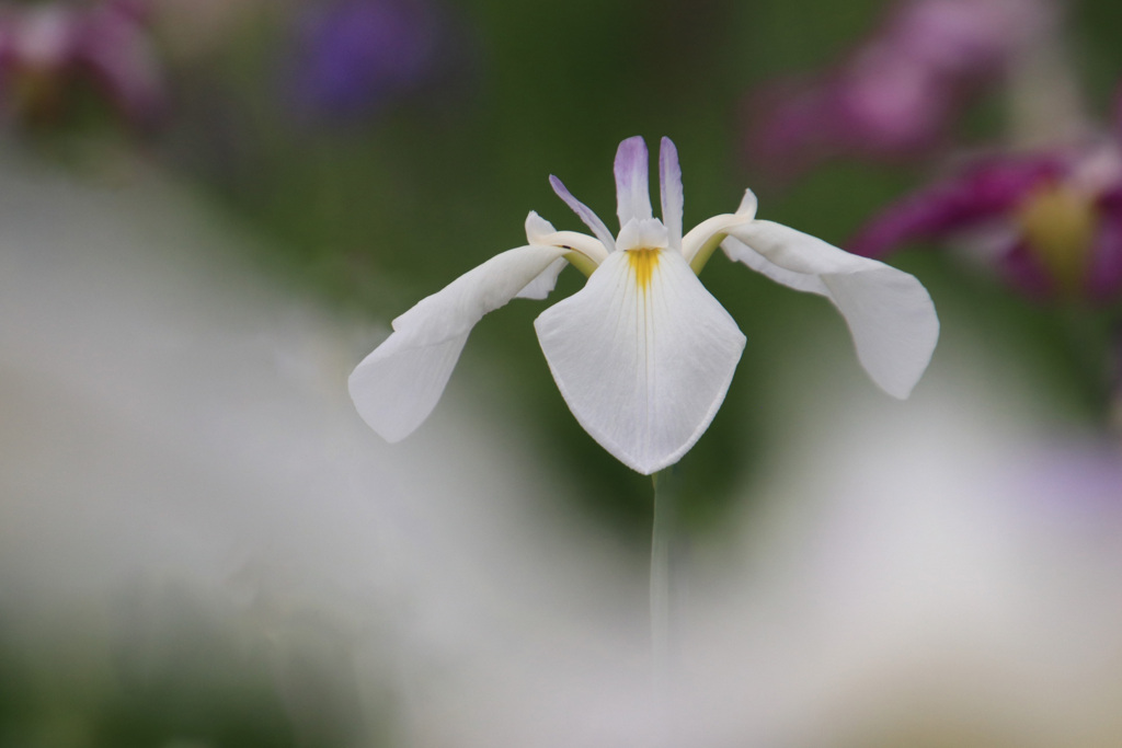 菖蒲