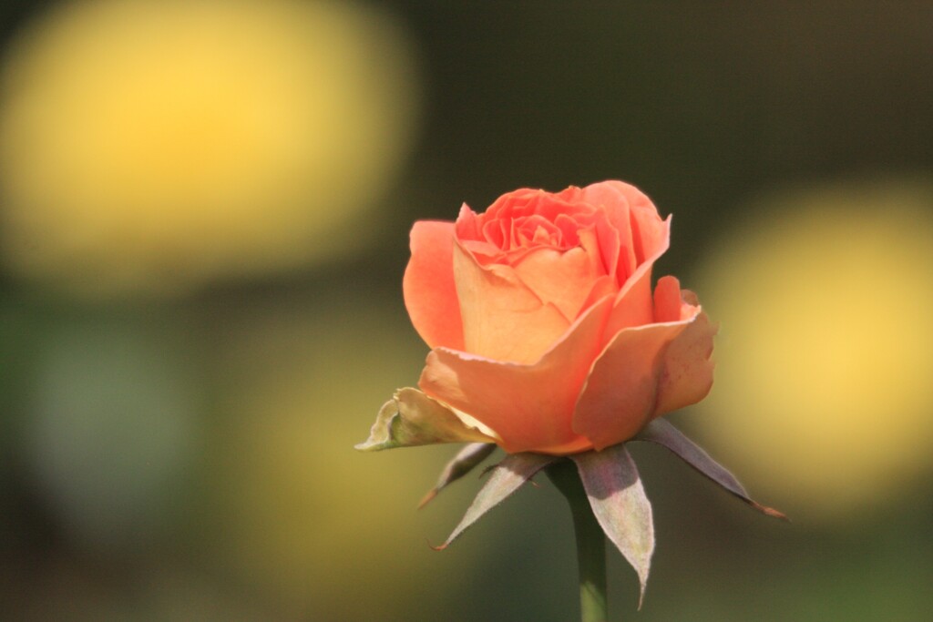 秋薔薇