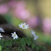 春よ来い(イチゲ)