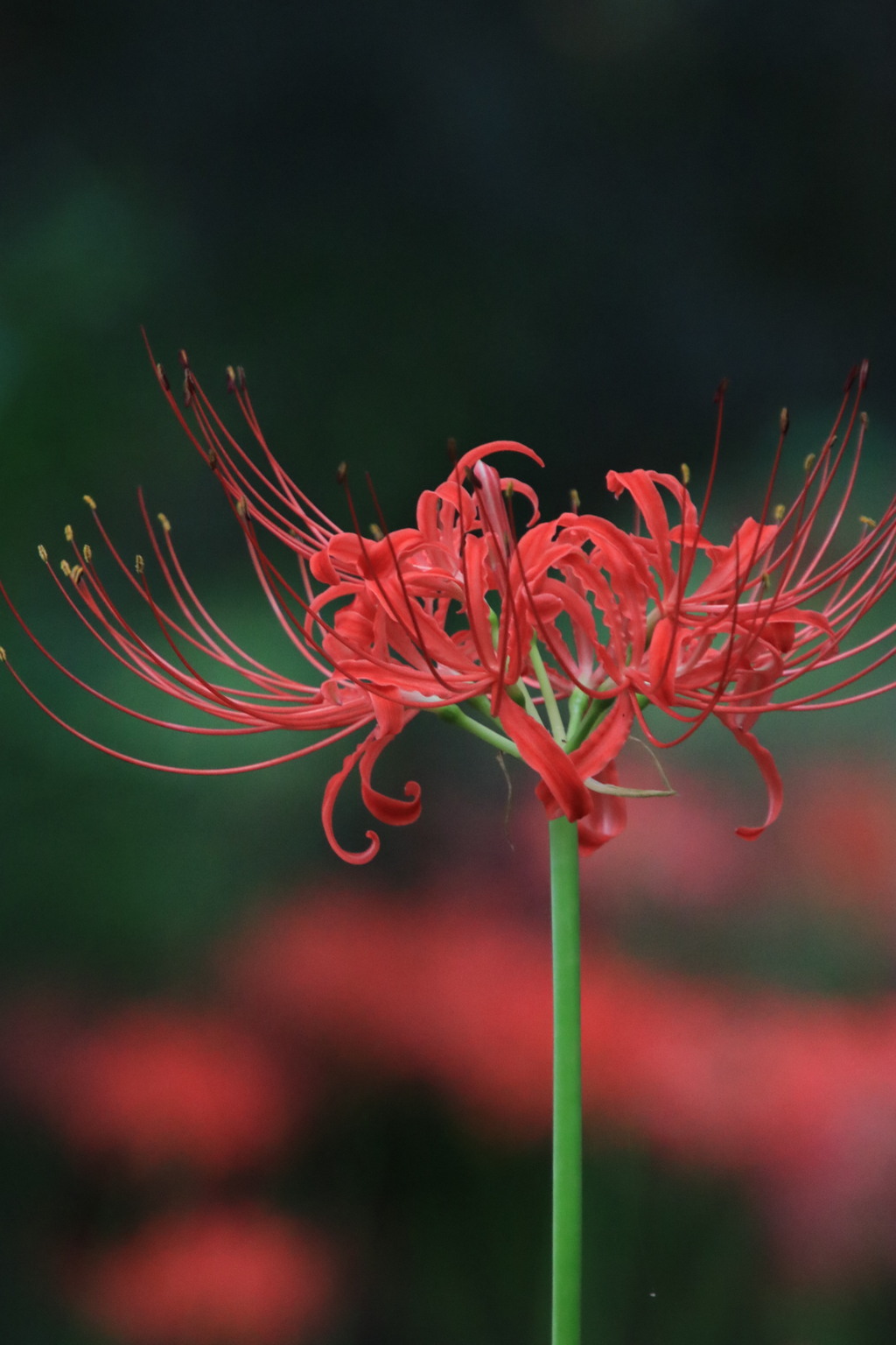 彼 岸 花