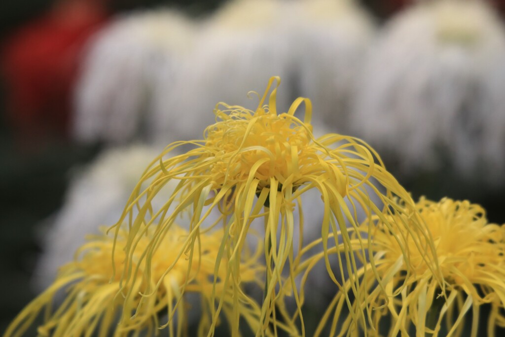 菊  花