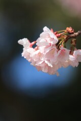 桜 花