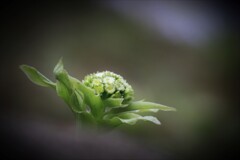 春の足音(蕗の薹)