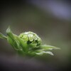 春の足音(蕗の薹)