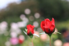 秋  薔  薇 秋  薔  薇