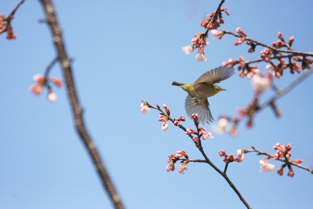 桜にめじろ