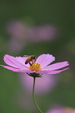 秋桜に蜜蜂