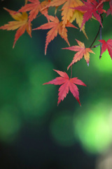 紅 葉