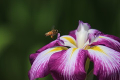 菖蒲に蜜蜂