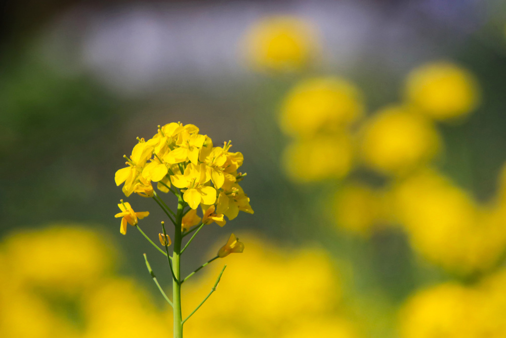 菜の花