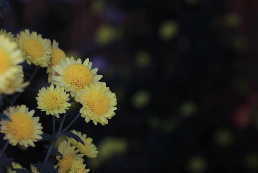 菊 花