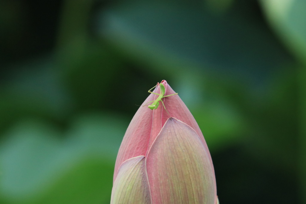 ハスにカマキリ