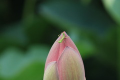 ハスにカマキリ