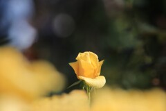 秋薔薇