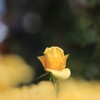 秋薔薇