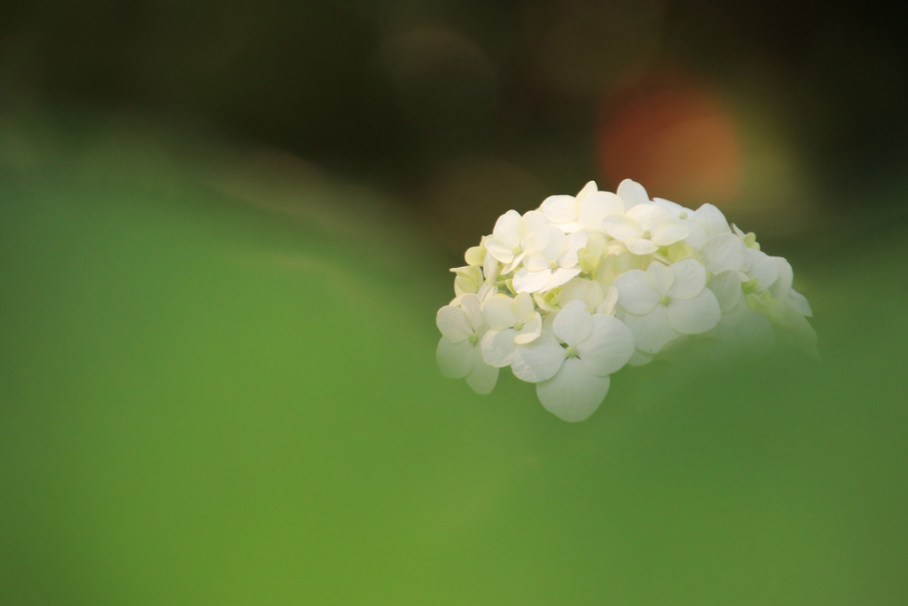 紫陽花