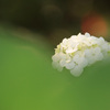 紫陽花