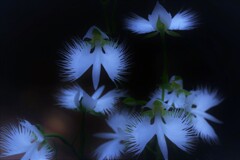 鷺  草