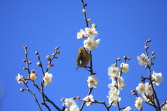 梅にめじろ