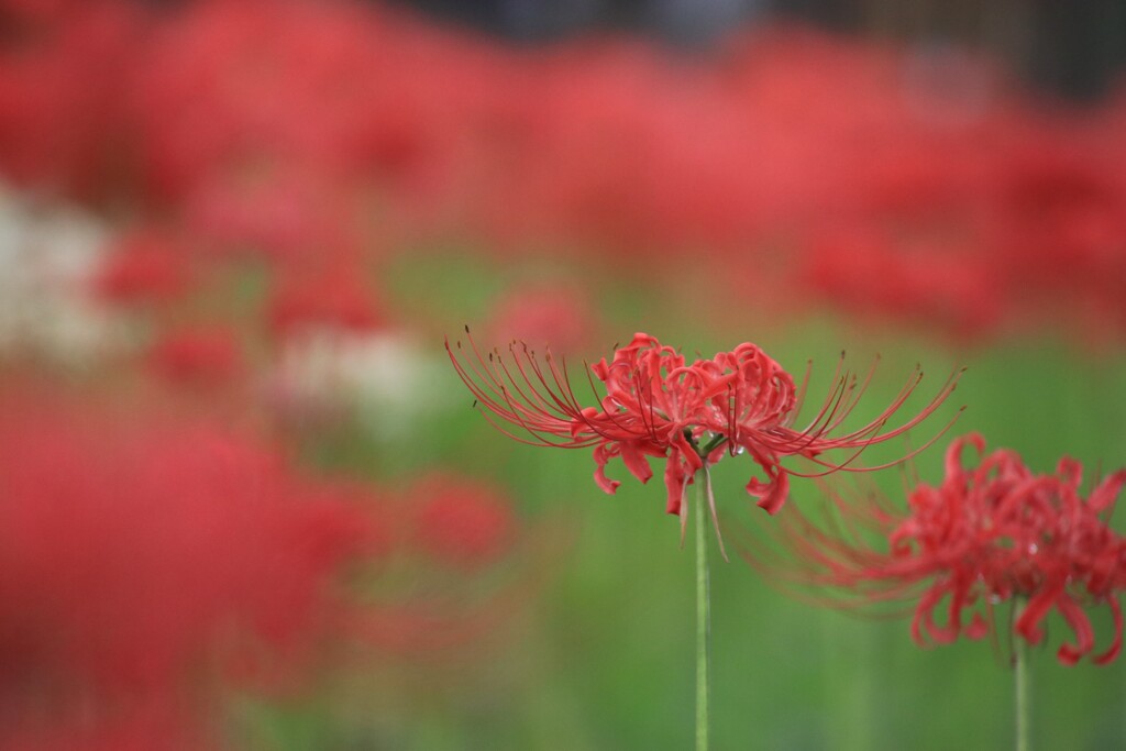 彼  岸  花