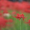 彼  岸  花