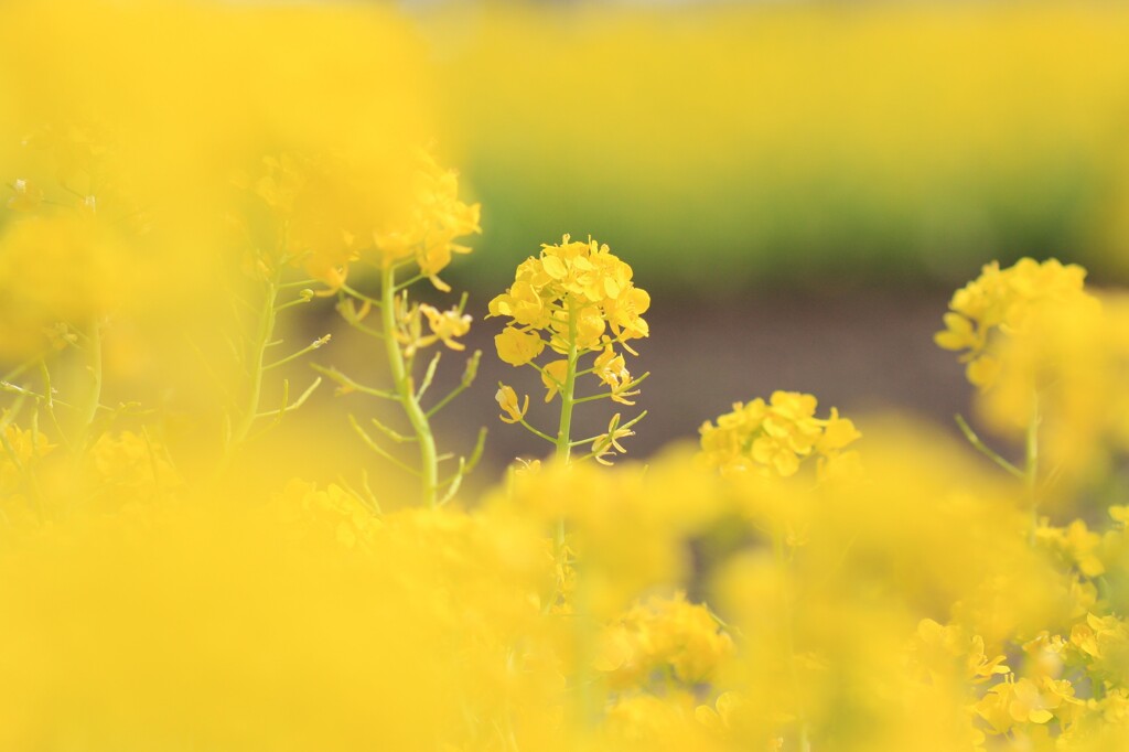 菜の花