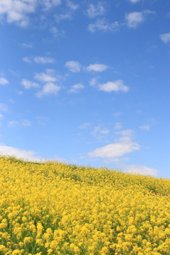 菜 の 花