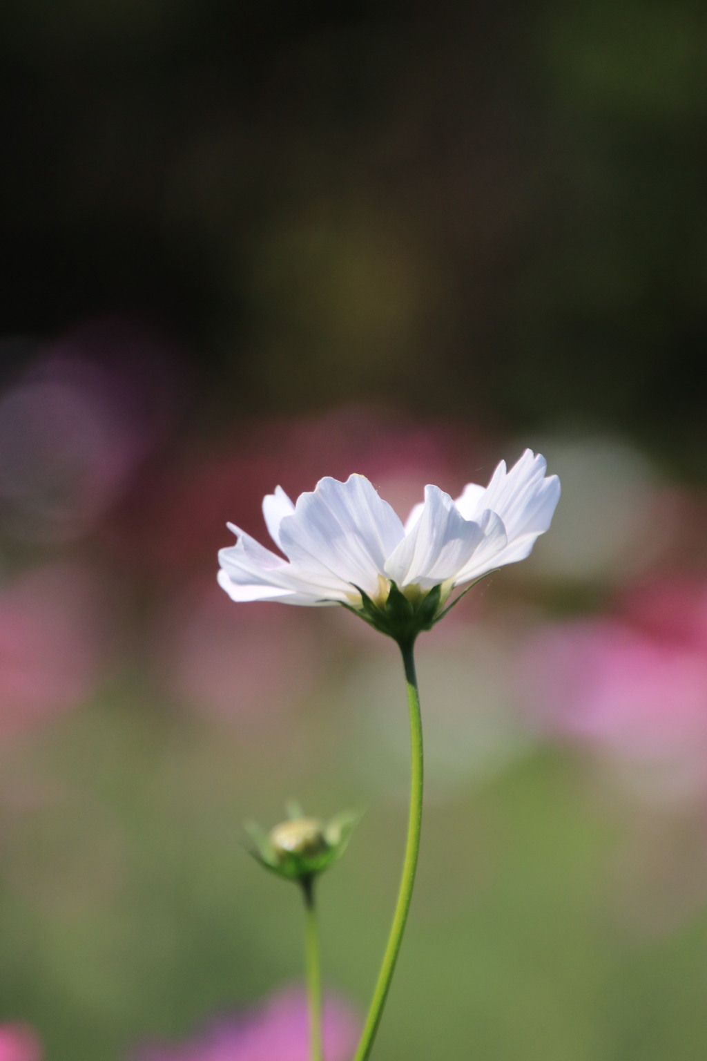 秋 桜