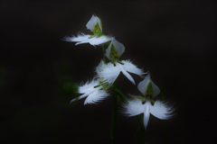 鷺  草