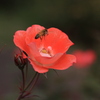 薔薇と蜜蜂