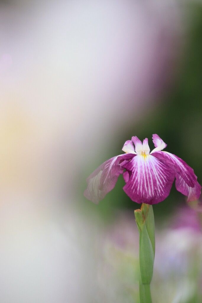 菖 蒲